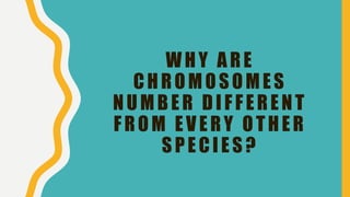 WHY ARE
CHROMOSOMES
NUMBER DIFFERENT
FROM EVERY OTHER
SPECIES?
 