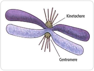 Allosomes/Heterosome
 These chromosomes are directly associated with
reproduction and differ from Autosomes in size,
form...