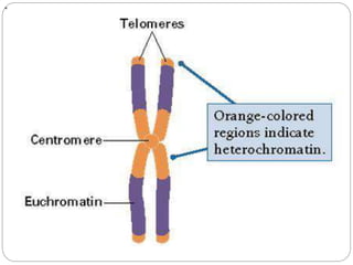 Homologous chromosomes
 Chromosome pairs of the same length,
centromere position, and staining pattern, with
genes for th...
