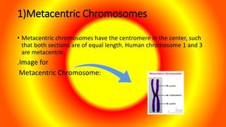 1)Metacentric Chromosomes
• Metacentric chromosomes have the centromere in the center, such
that both sections are of equal length. Human chromosome 1 and 3
are metacentric.
.Image for
Metacentric Chromosome:
 