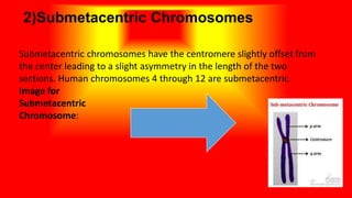 2)Submetacentric Chromosomes
Submetacentric chromosomes have the centromere slightly offset from
the center leading to a slight asymmetry in the length of the two
sections. Human chromosomes 4 through 12 are submetacentric.
Image for
Submetacentric
Chromosome:
 