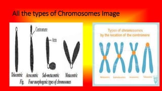 All the types of Chromosomes Image
 