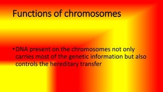 Functions of chromosomes
•DNA present on the chromosomes not only
carries most of the genetic information but also
controls the hereditary transfer
 