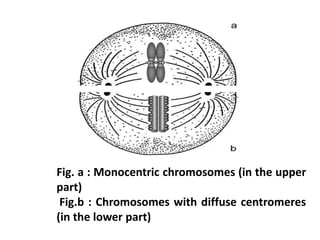 Fig. a : Monocentric chromosomes (in the upper
part)
Fig.b : Chromosomes with diffuse centromeres
(in the lower part)
 