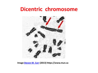 Dicentric chromosome
Image:Steven M. Carr (2013) https://www.mun.ca
 