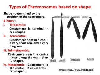 Types of Chromosomes based on shape
Shape - determined by the
position of the centromere.
4 Types :
i. Telocentric:
Centromere is terminal –
rod shaped
ii. Acrocentric:
Centromere near one end –
a very short arm and a very
long arm
iii. Submetacentric:
Centromere near the centre
– two unequal arms – ‘J’ or
‘L’ shaped.
iv. Metacentric - Centromere in
the centre – 2 equal arms –
‘V’ shaped . Image:https://www.embibe.com
 