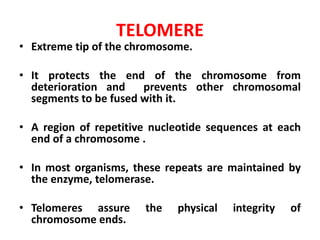TELOMERE
• Extreme tip of the chromosome.
• It protects the end of the chromosome from
deterioration and prevents other chromosomal
segments to be fused with it.
• A region of repetitive nucleotide sequences at each
end of a chromosome .
• In most organisms, these repeats are maintained by
the enzyme, telomerase.
• Telomeres assure the physical integrity of
chromosome ends.
 