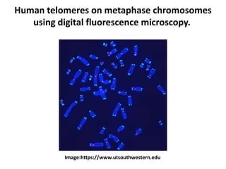 Human telomeres on metaphase chromosomes
using digital fluorescence microscopy.
Image:https://www.utsouthwestern.edu
 