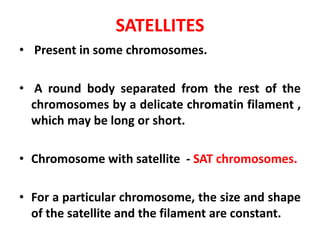 SATELLITES
• Present in some chromosomes.
• A round body separated from the rest of the
chromosomes by a delicate chromatin filament ,
which may be long or short.
• Chromosome with satellite - SAT chromosomes.
• For a particular chromosome, the size and shape
of the satellite and the filament are constant.
 
