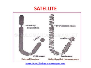 SATELLITE
Image:https://biology.homeomagnet.com
 