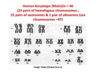 Human Karyotype (Male)2n = 46
(23 pairs of homologous chromosomes ;
22 pairs of autosomes & 1 pair of allosomes (sex
chromosomes –XY)
Image: https://www.mun.ca
 