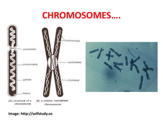 CHROMOSOMES….
Image: http://selfstudy.co
 