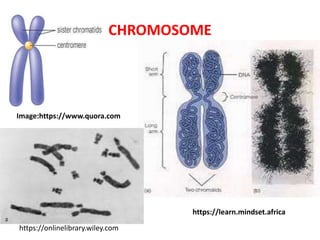 CHROMOSOME
Image:https://www.quora.com
https://learn.mindset.africa
https://onlinelibrary.wiley.com
 
