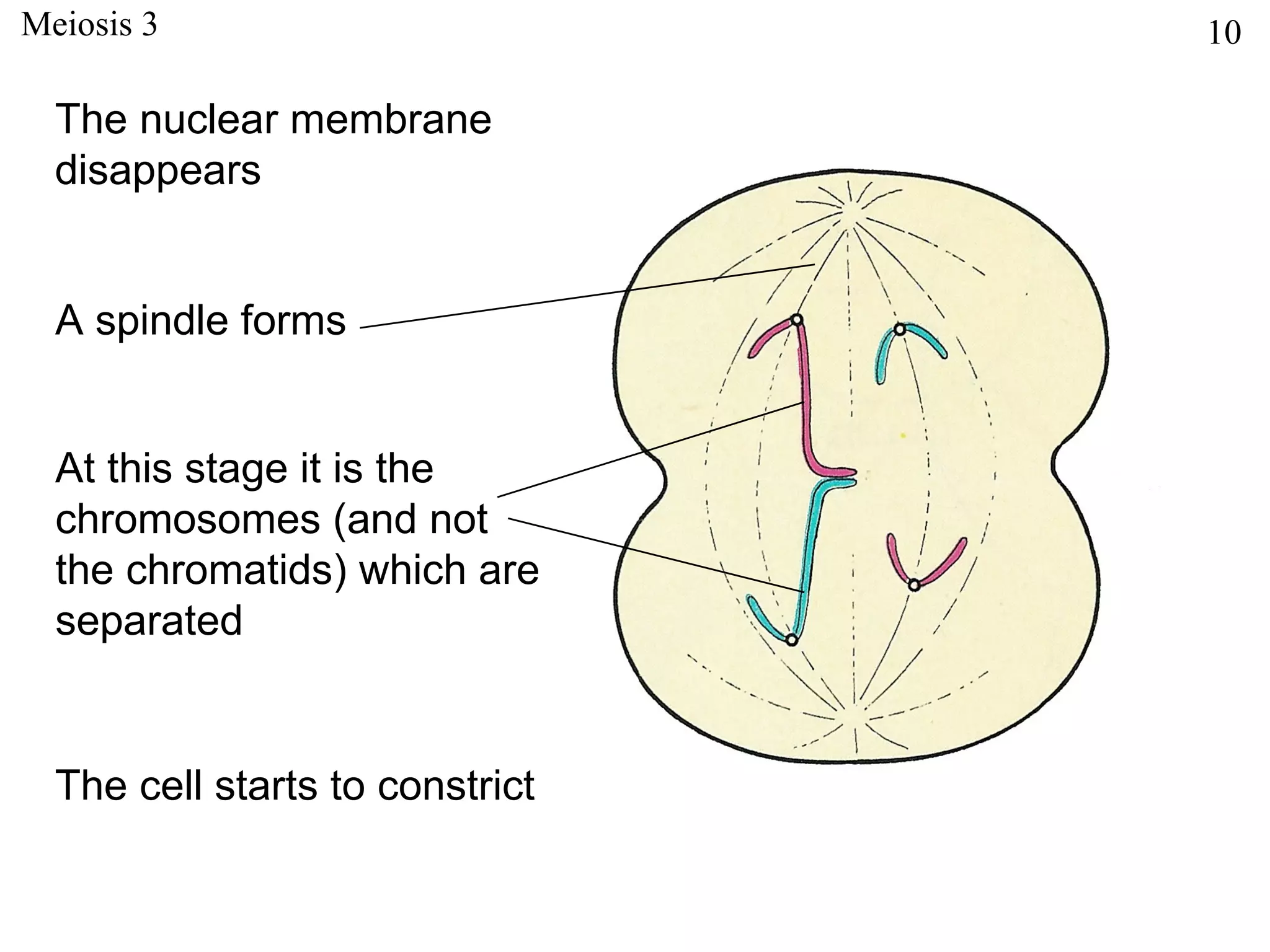 Meiosis 3                        10

  The nuclear membrane
  disappears


  A spindle forms


  At this stage it is the
  chromosomes (and not
  the chromatids) which are
  separated


  The cell starts to constrict
 