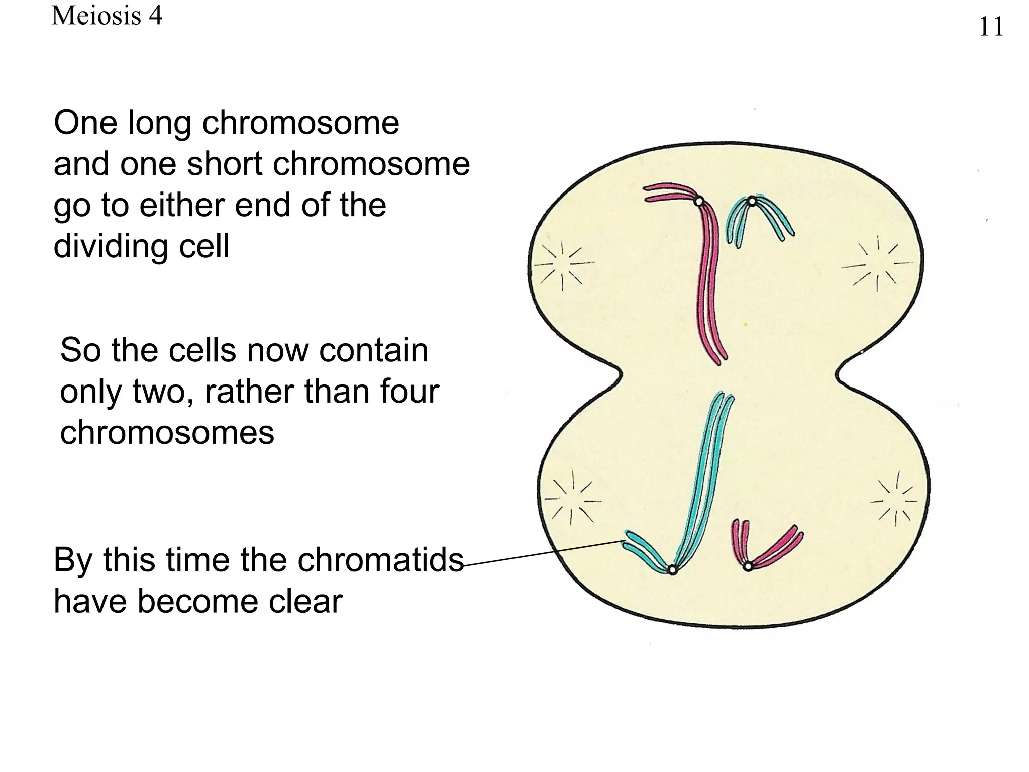 Meiosis 4                     11


One long chromosome
and one short chromosome
go to either end of the
dividing cell


So the cells now contain
only two, rather than four
chromosomes


By this time the chromatids
have become clear
 