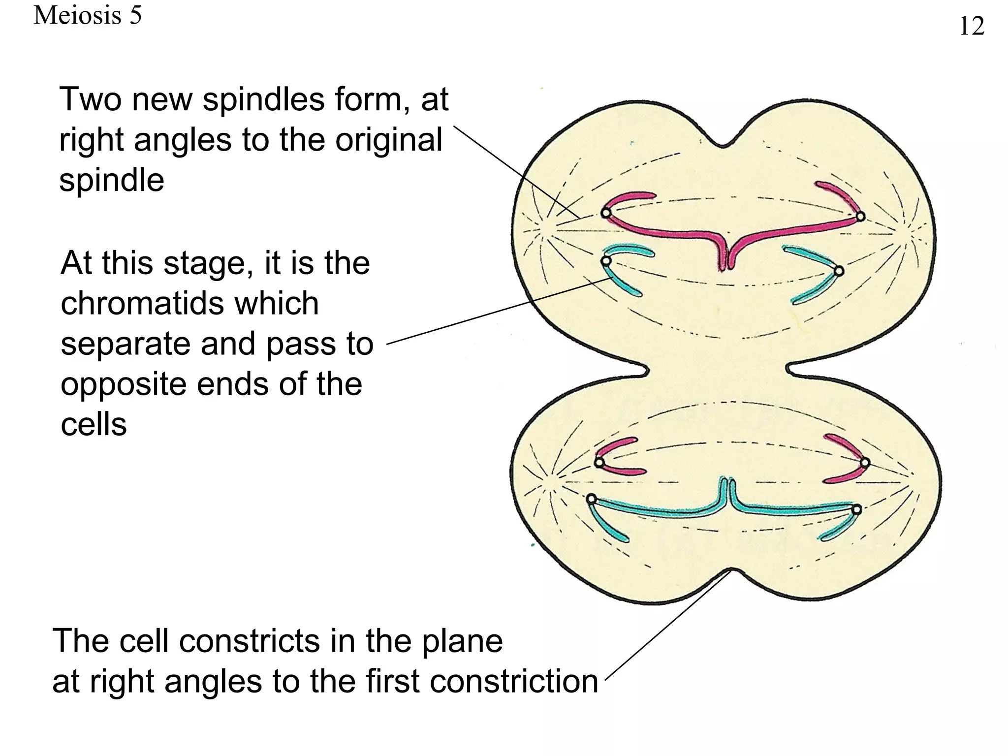 Meiosis 5                                    12

  Two new spindles form, at
  right angles to the original
  spindle

  At this stage, it is the
  chromatids which
  separate and pass to
  opposite ends of the
  cells




 The cell constricts in the plane
 at right angles to the first constriction
 