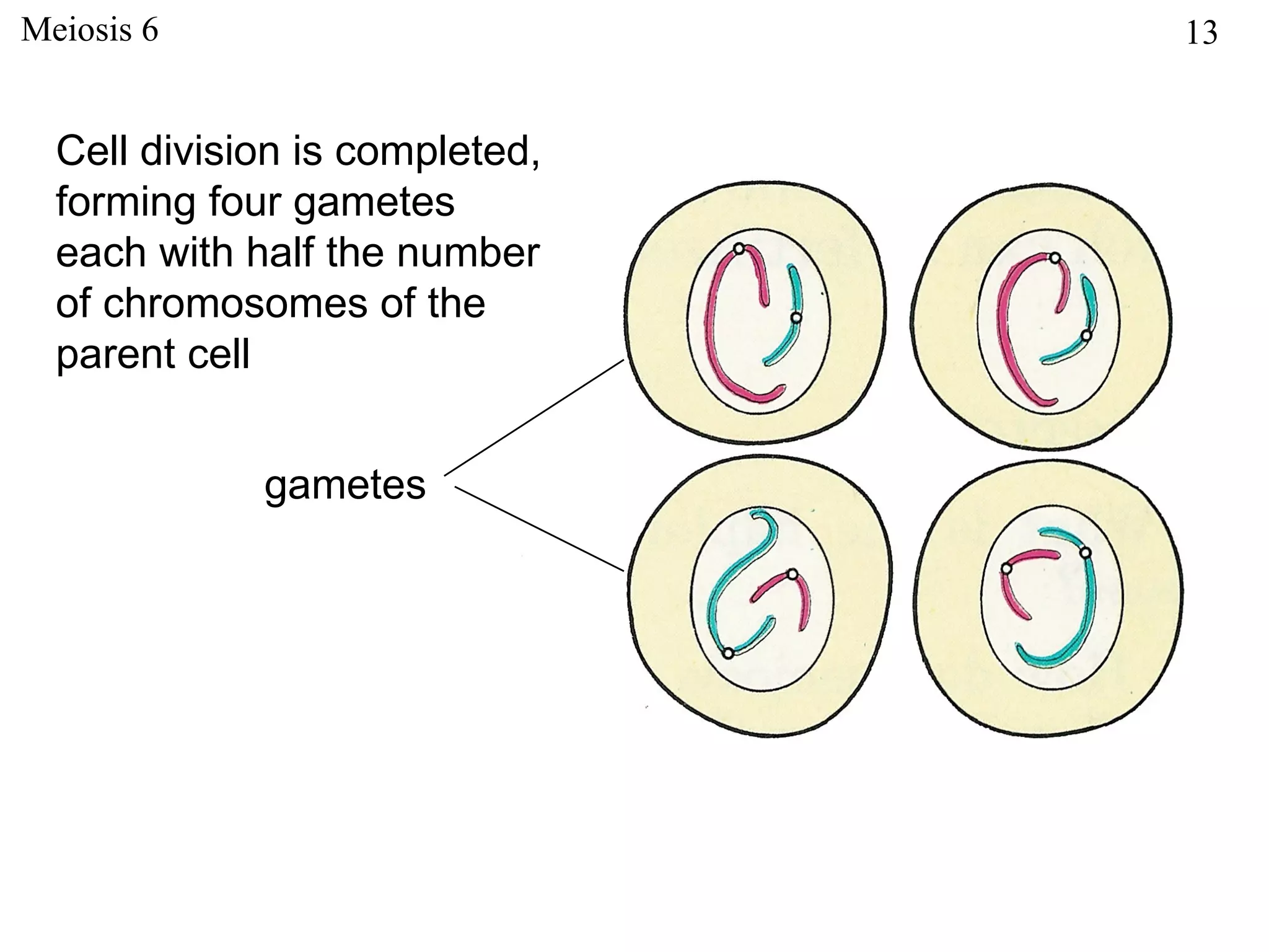 Meiosis 6                       13


  Cell division is completed,
  forming four gametes
  each with half the number
  of chromosomes of the
  parent cell


             gametes
 