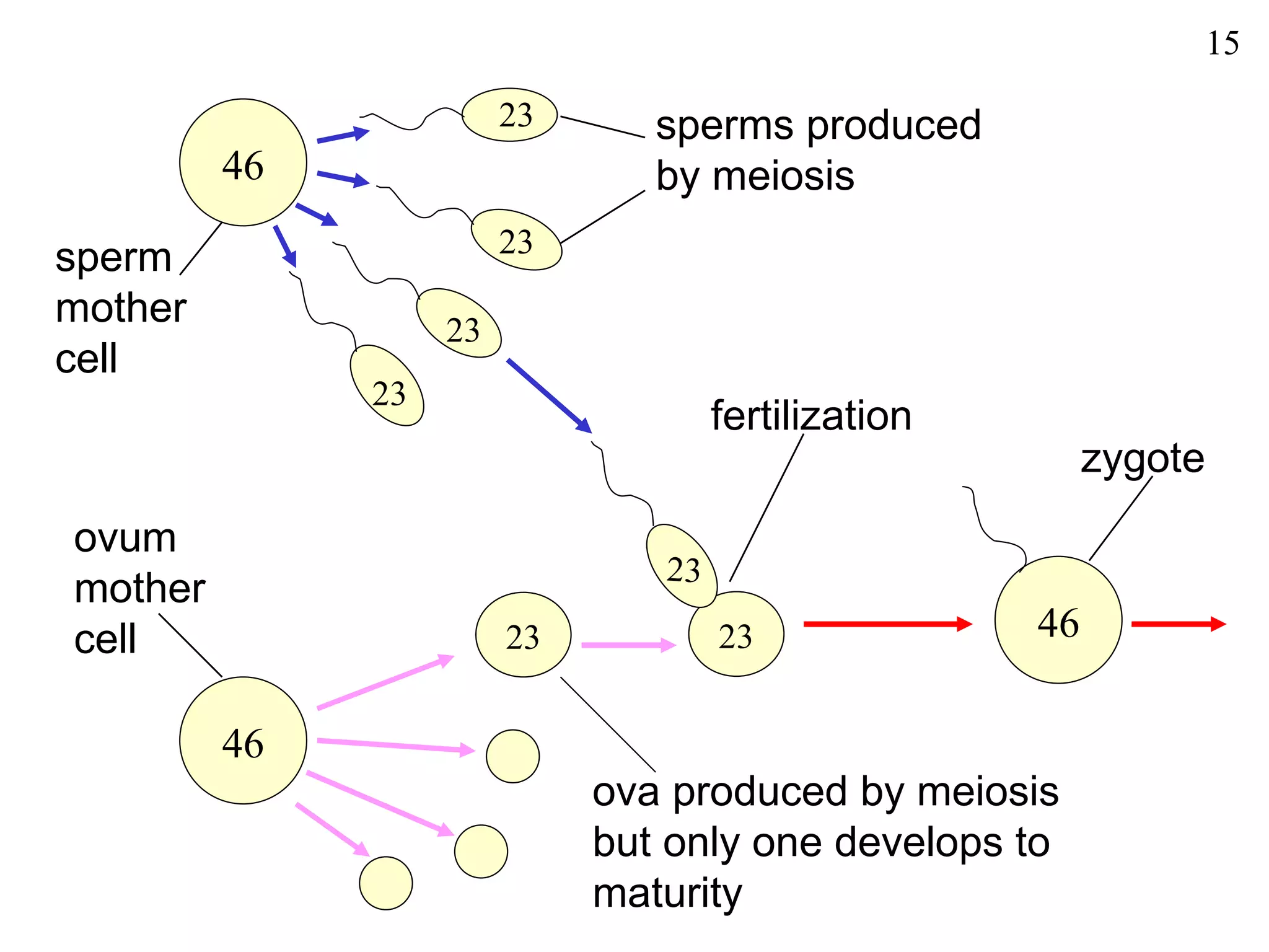 15

                        23      sperms produced
         46                     by meiosis
                        23
sperm
mother             23
cell
              23
                                     fertilization
                                                          zygote
ovum
                                23
mother
cell                    23           23              46

         46
                             ova produced by meiosis
                             but only one develops to
                             maturity
 