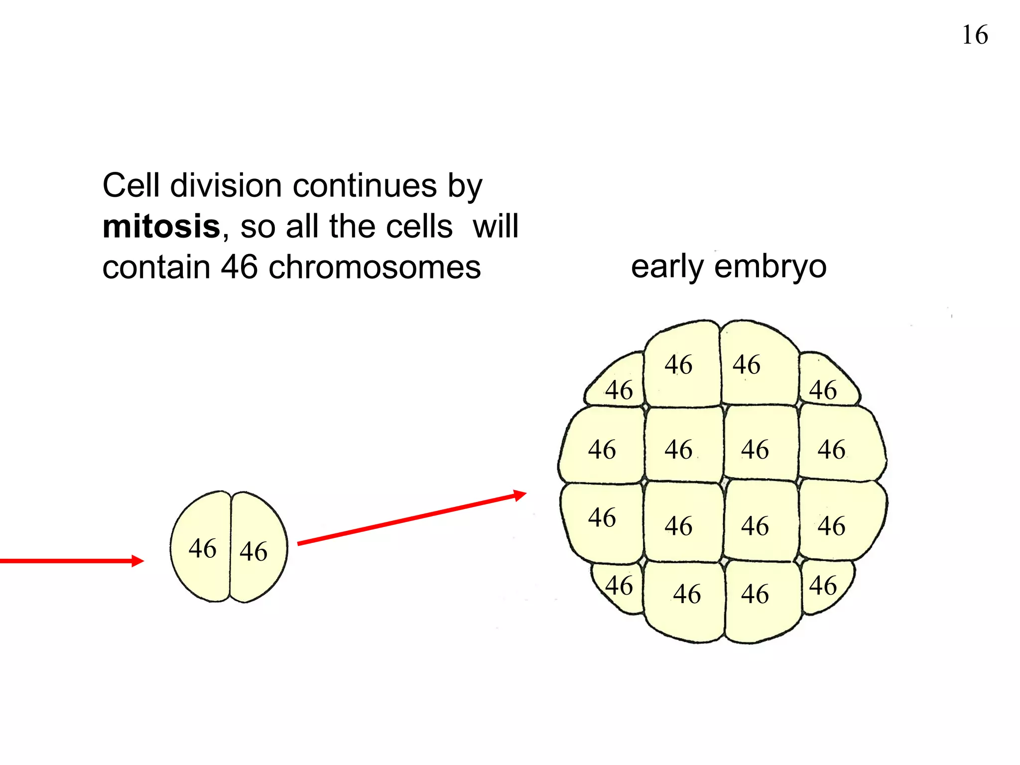 16




Cell division continues by
mitosis, so all the cells will
contain 46 chromosomes                early embryo

                                        46   46
                                  46              46

                                 46     46   46   46

                                 46     46   46   46
      46 46
                                  46    46   46   46
 