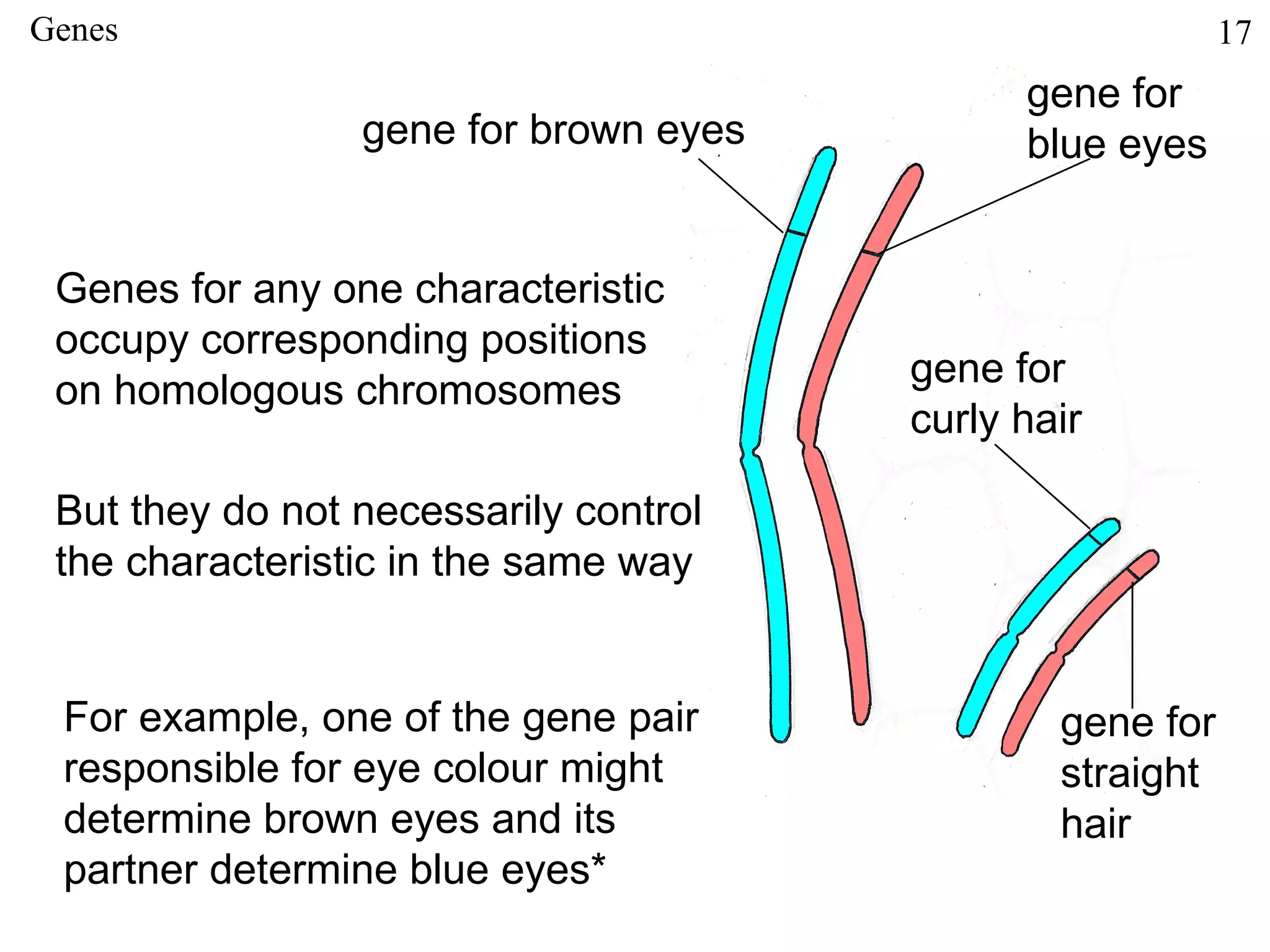 Genes                                                     17
                                             gene for
                 gene for brown eyes         blue eyes


 Genes for any one characteristic
 occupy corresponding positions
                                       gene for
 on homologous chromosomes
                                       curly hair

 But they do not necessarily control
 the characteristic in the same way


 For example, one of the gene pair             gene for
 responsible for eye colour might              straight
 determine brown eyes and its                  hair
 partner determine blue eyes*
 