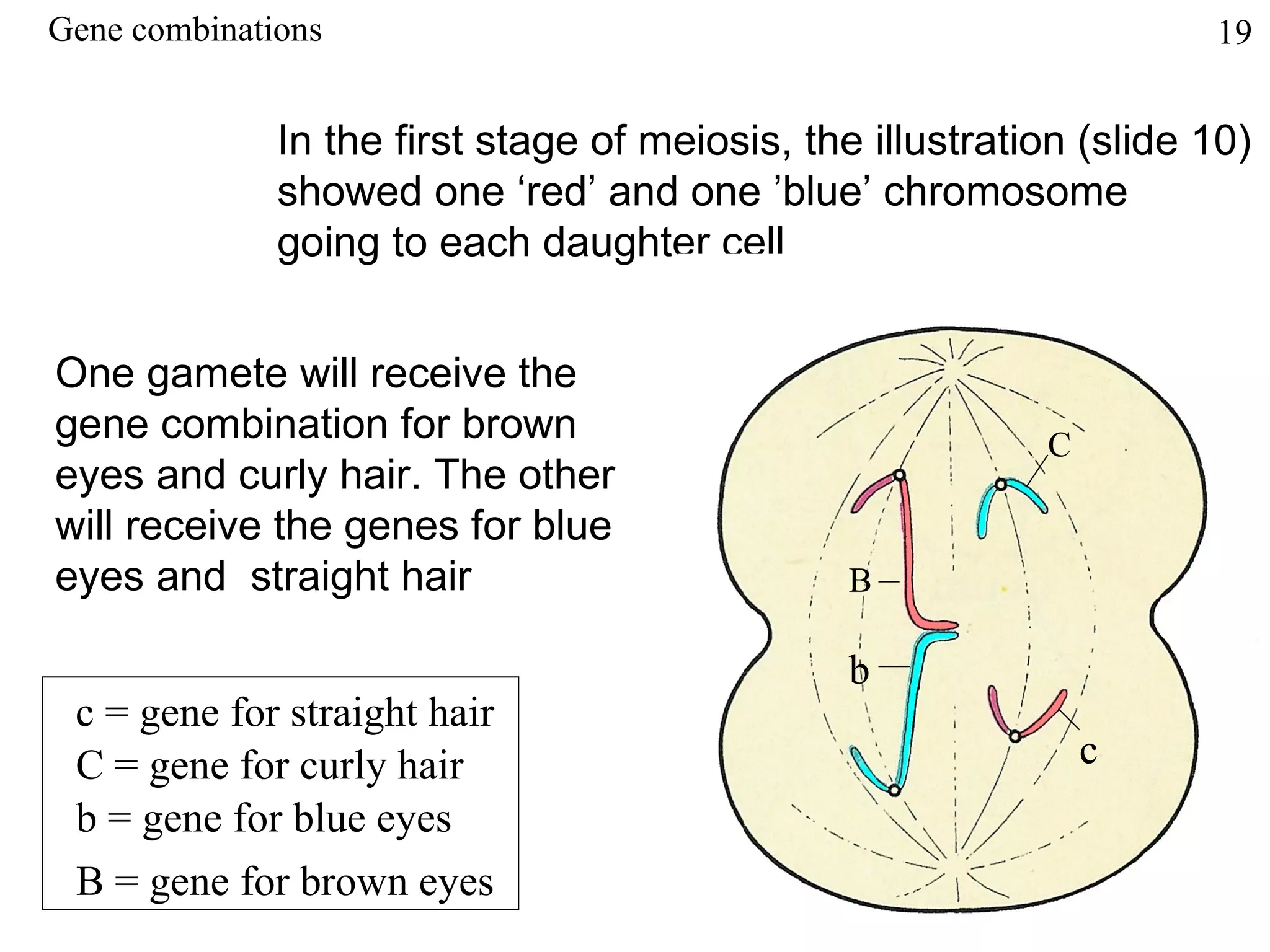 Gene combinations                                                    19


              In the first stage of meiosis, the illustration (slide 10)
              showed one ‘red’ and one ’blue’ chromosome
              going to each daughter cell


One gamete will receive the
gene combination for brown                                 C
eyes and curly hair. The other
will receive the genes for blue
                                               B
eyes and straight hair                         B

                                                b
 c = gene for straight hair
 C = gene for curly hair                                       c
 b = gene for blue eyes
 B = gene for brown eyes
 