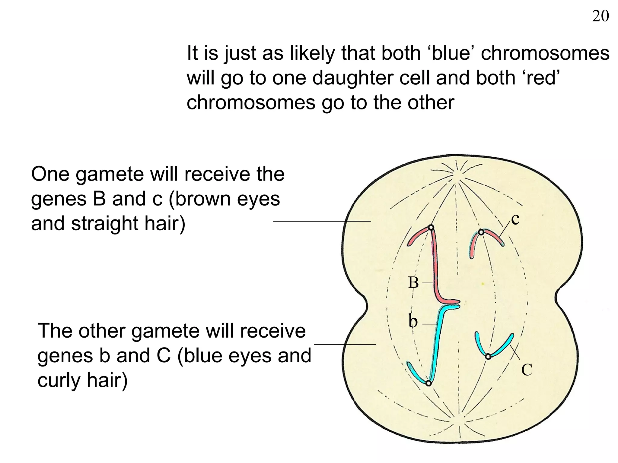 20

                It is just as likely that both ‘blue’ chromosomes
                will go to one daughter cell and both ‘red’
                chromosomes go to the other


One gamete will receive the
genes B and c (brown eyes
and straight hair)                                   c


                                         B

                                         b
The other gamete will receive
genes b and C (blue eyes and
                                                         C
curly hair)
 