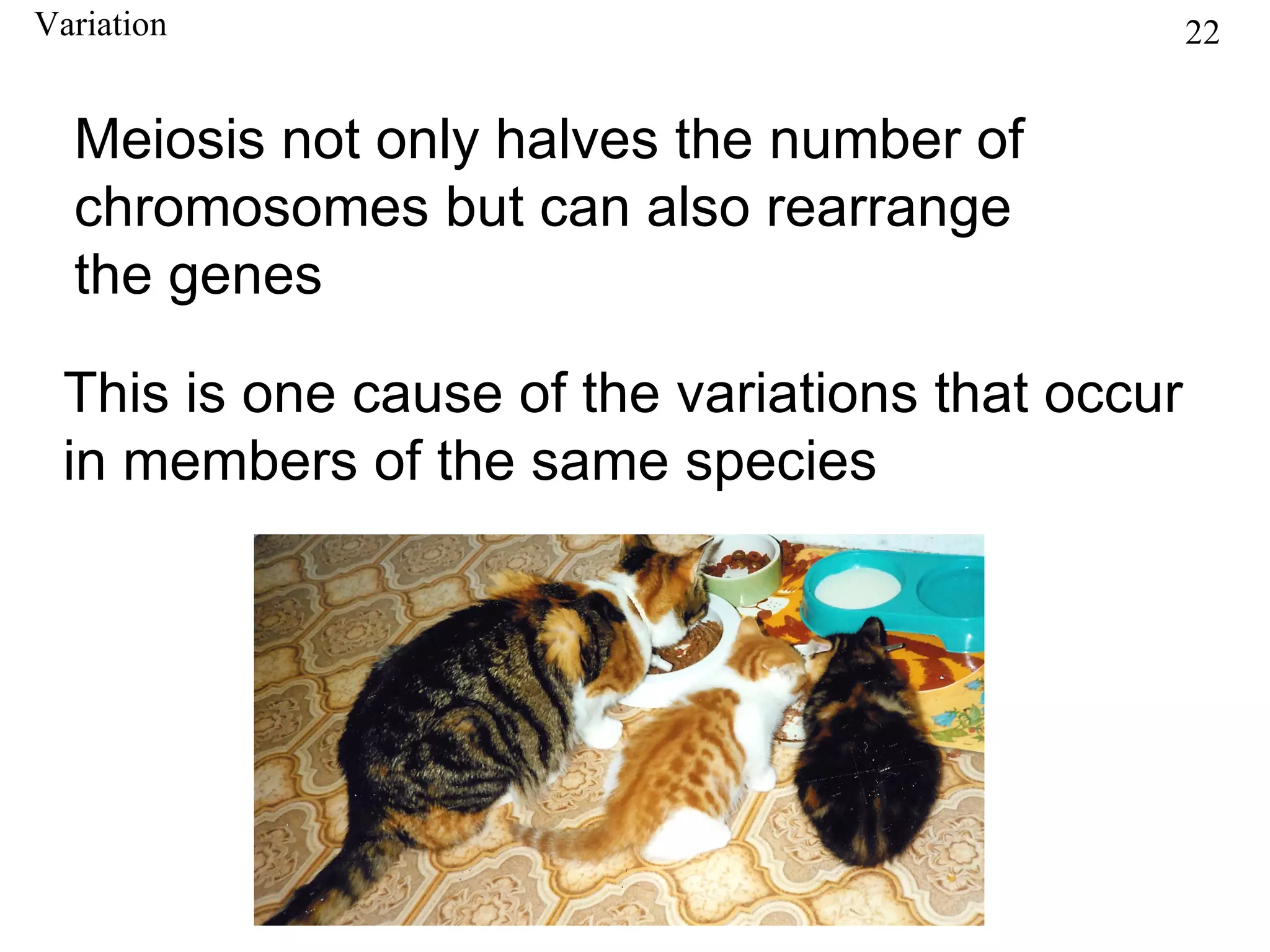 Variation                                         22


  Meiosis not only halves the number of
  chromosomes but can also rearrange
  the genes

 This is one cause of the variations that occur
 in members of the same species
 