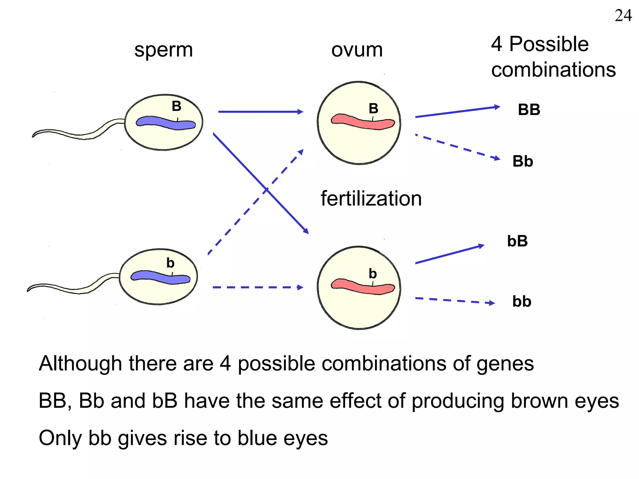 24
          sperm                   ovum        4 Possible
                                              combinations
              B                     B            BB


                                                Bb

                              fertilization
                                                bB
             b
                                    b

                                                bb


Although there are 4 possible combinations of genes
BB, Bb and bB have the same effect of producing brown eyes
Only bb gives rise to blue eyes
 