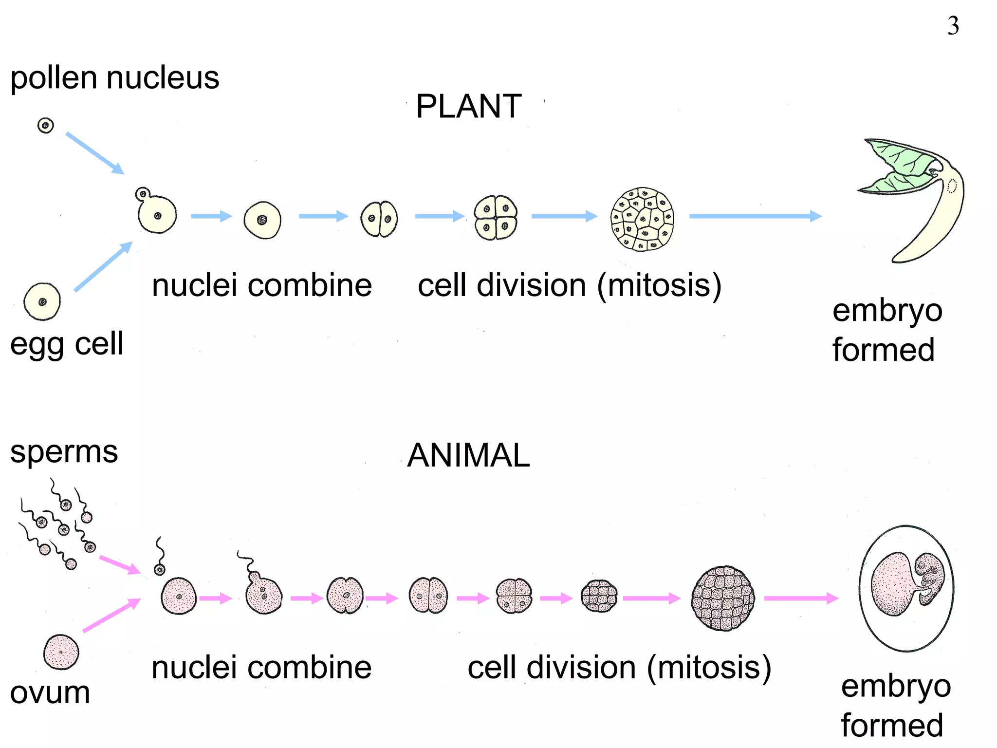 3
pollen nucleus
                            PLANT




           nuclei combine   cell division (mitosis)
                                                         embryo
egg cell                                                 formed


sperms                      ANIMAL




           nuclei combine      cell division (mitosis)
ovum                                                     embryo
                                                         formed
 