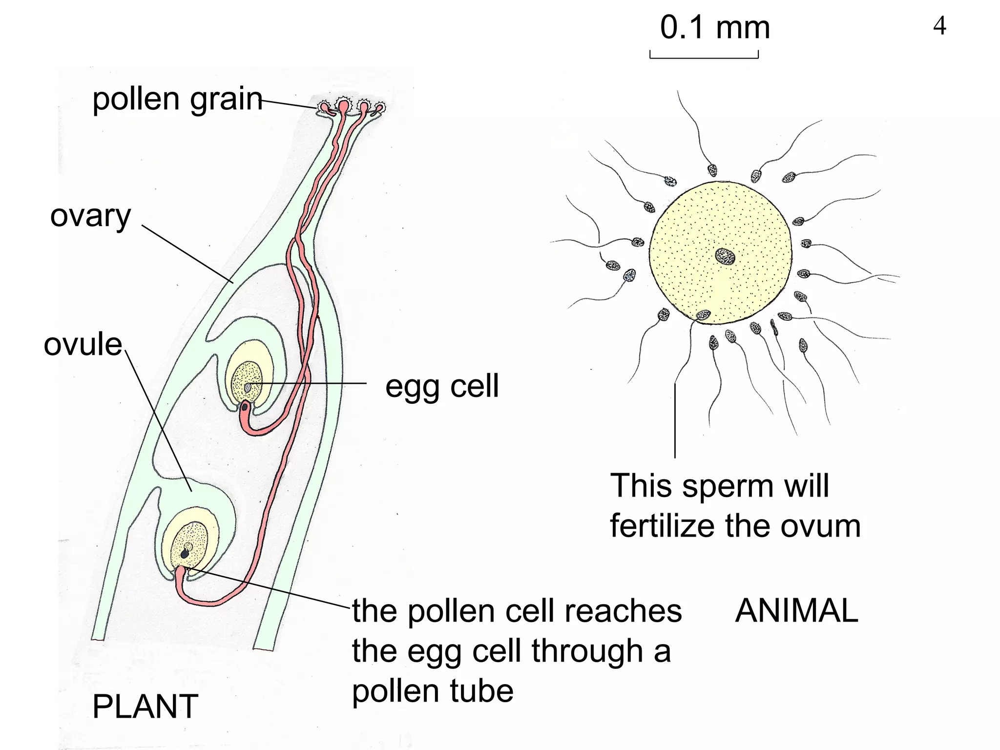 0.1 mm           4

   pollen grain


ovary


ovule
                    egg cell


                                   This sperm will
                                   fertilize the ovum

                  the pollen cell reaches   ANIMAL
                  the egg cell through a
   PLANT          pollen tube
 