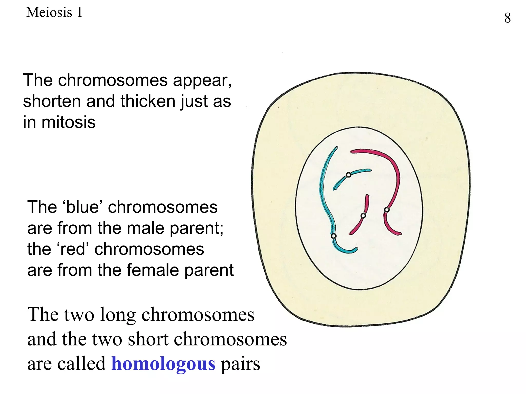 Meiosis 1                       8



The chromosomes appear,
shorten and thicken just as
in mitosis



The ‘blue’ chromosomes
are from the male parent;
the ‘red’ chromosomes
are from the female parent

The two long chromosomes
and the two short chromosomes
are called homologous pairs
 