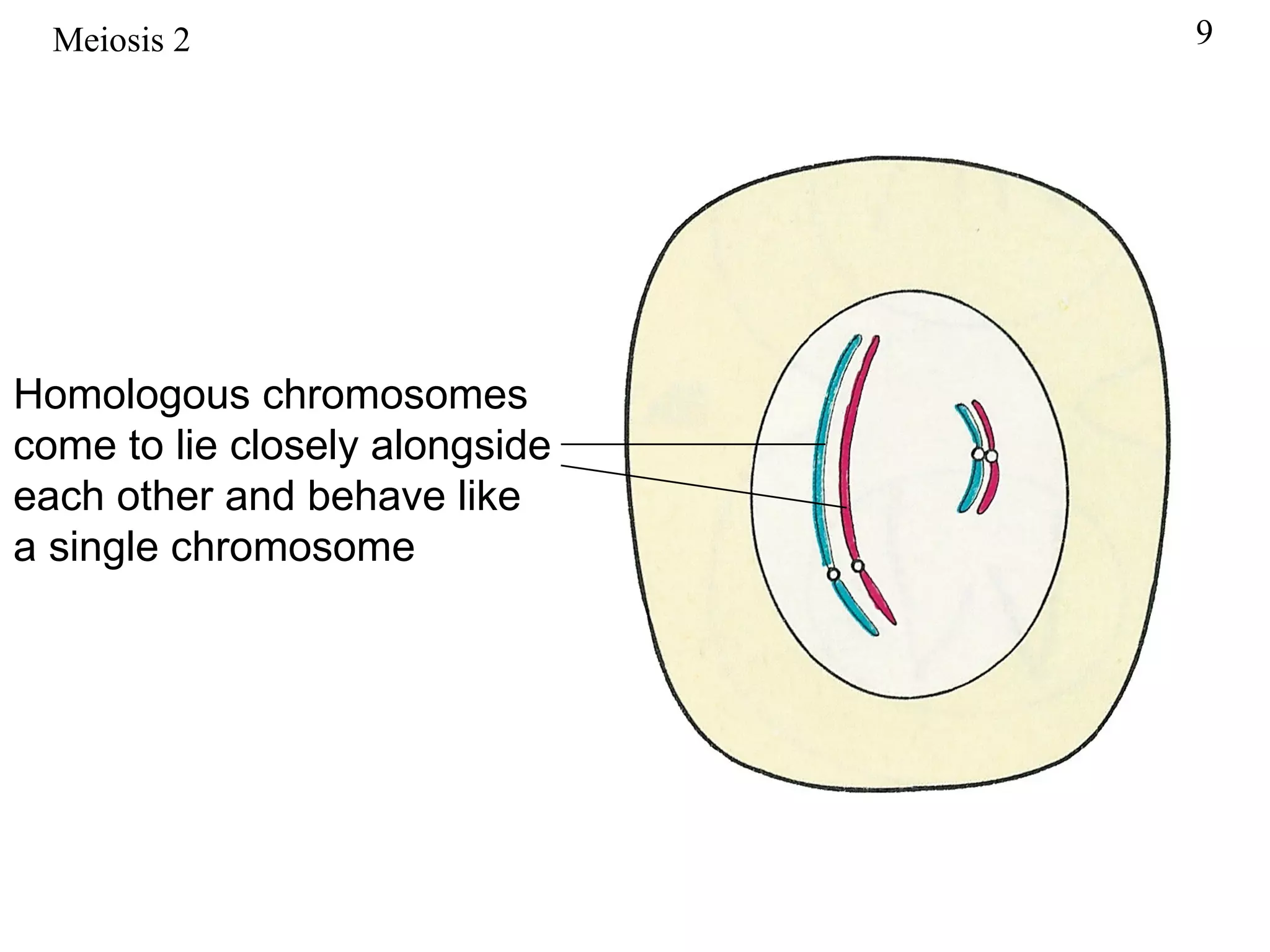 Meiosis 2                     9




Homologous chromosomes
come to lie closely alongside
each other and behave like
a single chromosome
 