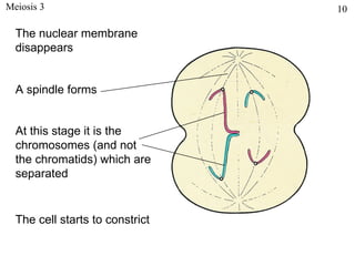 Meiosis 3                        10

  The nuclear membrane
  disappears


  A spindle forms


  At this stage it is the
  chromosomes (and not
  the chromatids) which are
  separated


  The cell starts to constrict
 