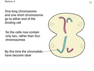 Meiosis 4                     11


One long chromosome
and one short chromosome
go to either end of the
dividing cell


So the cells now contain
only two, rather than four
chromosomes


By this time the chromatids
have become clear
 