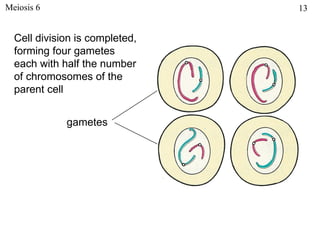 Meiosis 6                       13


  Cell division is completed,
  forming four gametes
  each with half the number
  of chromosomes of the
  parent cell


             gametes
 