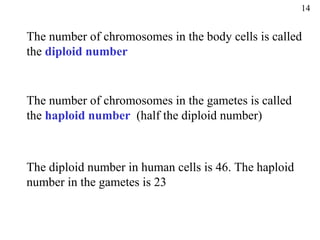 14


The number of chromosomes in the body cells is called
the diploid number


The number of chromosomes in the gametes is called
the haploid number (half the diploid number)



The diploid number in human cells is 46. The haploid
number in the gametes is 23
 