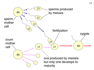 15

                        23      sperms produced
         46                     by meiosis
                        23
sperm
mother             23
cell
              23
                                     fertilization
                                                          zygote
ovum
                                23
mother
cell                    23           23              46

         46
                             ova produced by meiosis
                             but only one develops to
                             maturity
 