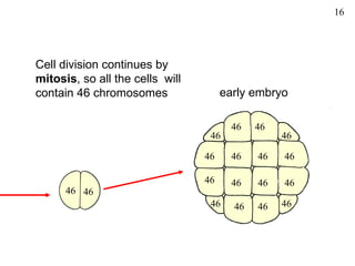 16




Cell division continues by
mitosis, so all the cells will
contain 46 chromosomes                early embryo

                                        46   46
                                  46              46

                                 46     46   46   46

                                 46     46   46   46
      46 46
                                  46    46   46   46
 