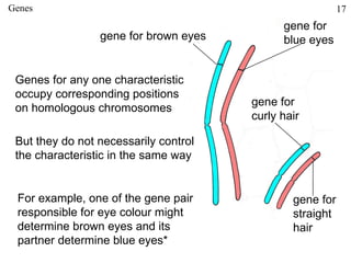 Genes                                                     17
                                             gene for
                 gene for brown eyes         blue eyes


 Genes for any one characteristic
 occupy corresponding positions
                                       gene for
 on homologous chromosomes
                                       curly hair

 But they do not necessarily control
 the characteristic in the same way


 For example, one of the gene pair             gene for
 responsible for eye colour might              straight
 determine brown eyes and its                  hair
 partner determine blue eyes*
 