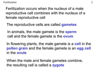 Fertilization                                              2

  Fertilization occurs when the nucleus of a male
  reproductive cell combines with the nucleus of a
  female reproductive cell
   The reproductive cells are called gametes
   In animals, the male gamete is the sperm
   cell and the female gamete is the ovum

   In flowering plants, the male gamete is a cell in the
   pollen grain and the female gamete is an egg cell
   in the ovule

   When the male and female gametes combine,
   the resulting cell is called a zygote
 