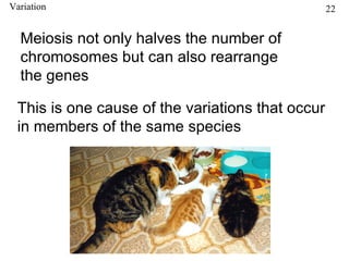 Variation                                         22


  Meiosis not only halves the number of
  chromosomes but can also rearrange
  the genes

 This is one cause of the variations that occur
 in members of the same species
 