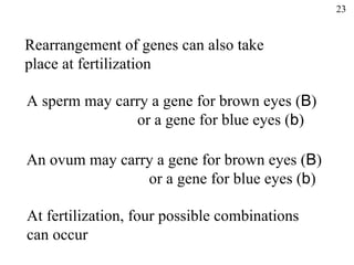 23


Rearrangement of genes can also take
place at fertilization

A sperm may carry a gene for brown eyes (B)
               or a gene for blue eyes (b)

An ovum may carry a gene for brown eyes (B)
                or a gene for blue eyes (b)

At fertilization, four possible combinations
can occur
 