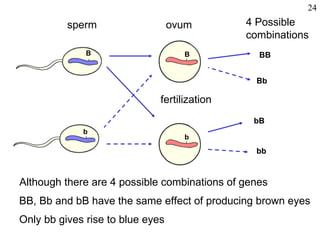 24
          sperm                   ovum        4 Possible
                                              combinations
              B                     B            BB


                                                Bb

                              fertilization
                                                bB
             b
                                    b

                                                bb


Although there are 4 possible combinations of genes
BB, Bb and bB have the same effect of producing brown eyes
Only bb gives rise to blue eyes
 