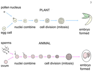 3
pollen nucleus
                            PLANT




           nuclei combine   cell division (mitosis)
                                                         embryo
egg cell                                                 formed


sperms                      ANIMAL




           nuclei combine      cell division (mitosis)
ovum                                                     embryo
                                                         formed
 