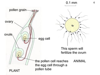 0.1 mm           4

   pollen grain


ovary


ovule
                    egg cell


                                   This sperm will
                                   fertilize the ovum

                  the pollen cell reaches   ANIMAL
                  the egg cell through a
   PLANT          pollen tube
 