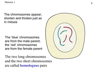 Meiosis 1                       8



The chromosomes appear,
shorten and thicken just as
in mitosis



The ‘blue’ chromosomes
are from the male parent;
the ‘red’ chromosomes
are from the female parent

The two long chromosomes
and the two short chromosomes
are called homologous pairs
 