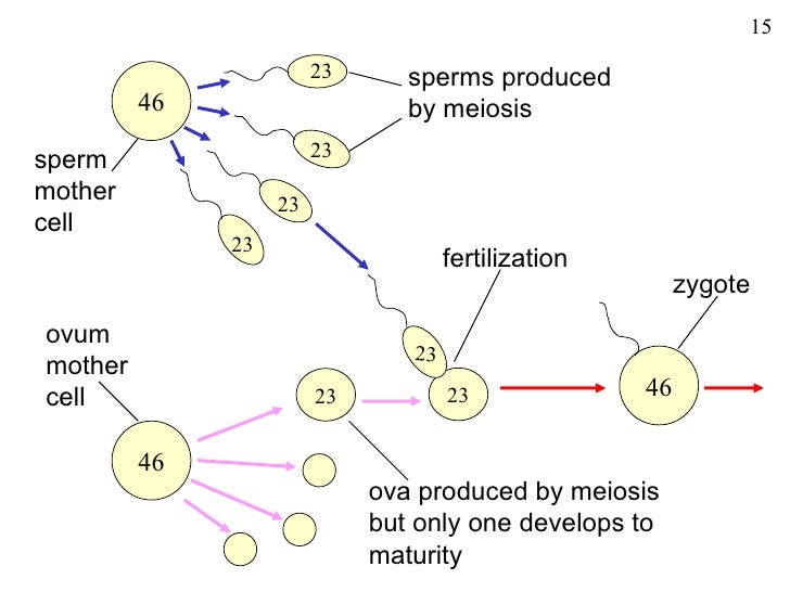 Chromosomes fertilization