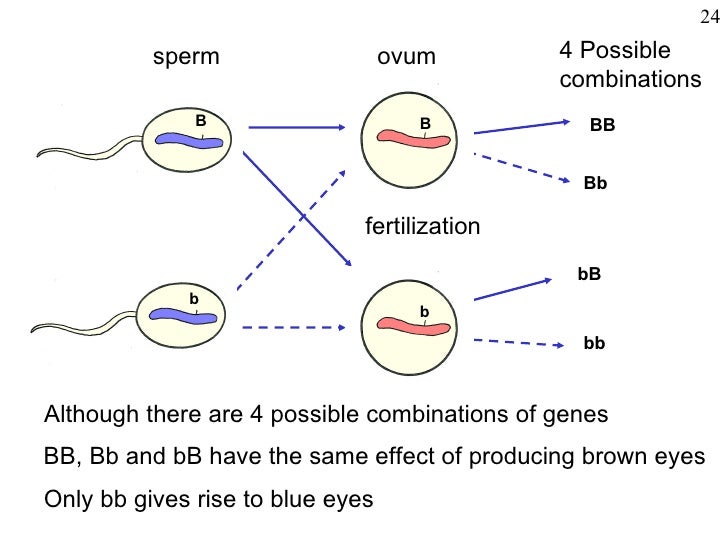 Chromosomes fertilization