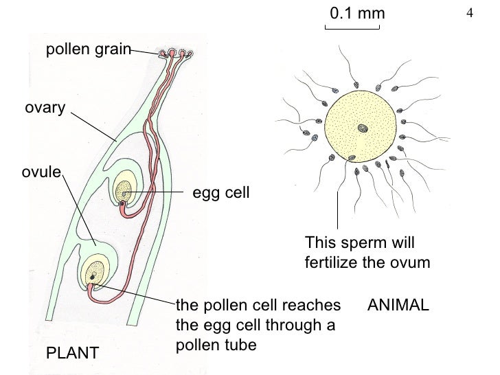 Chromosomes fertilization