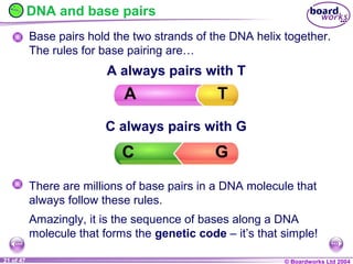 Gene Pairs Example Chromosomes, Genes & DNA | PPT
